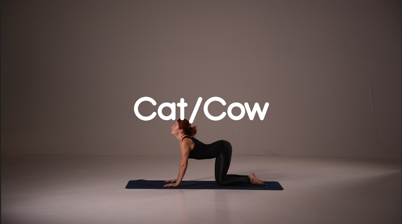 Cat and Cow